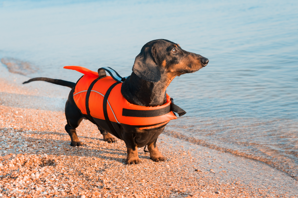 dog wearing life vest, how to teach your dog to swim