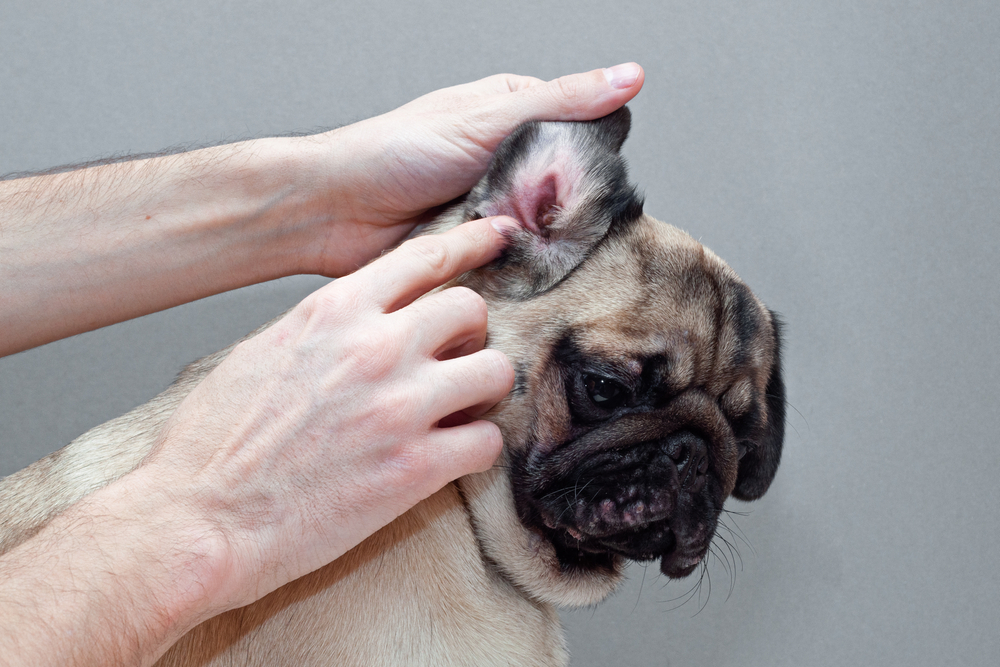 dog ear infection, how to clean your dogs ears