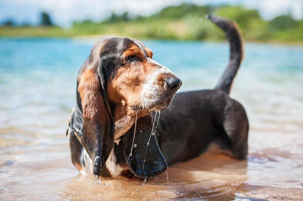 wet dog, how to clean your dog's ears