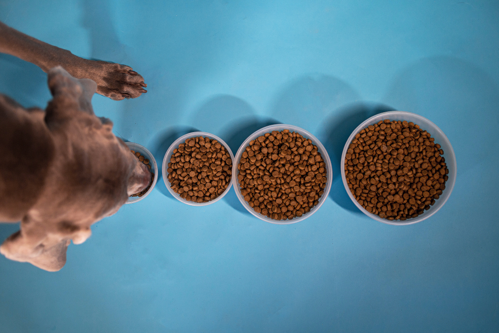 size of dog bowls, why is your dog afraid of their food bowl