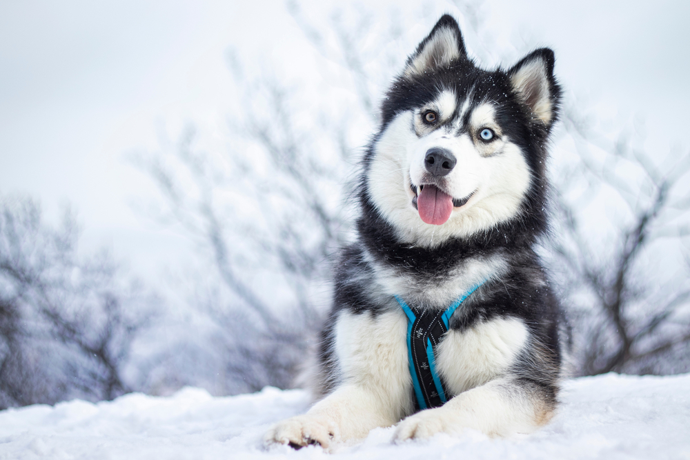 alaskian malamute, How Often Should You Groom Your Dog