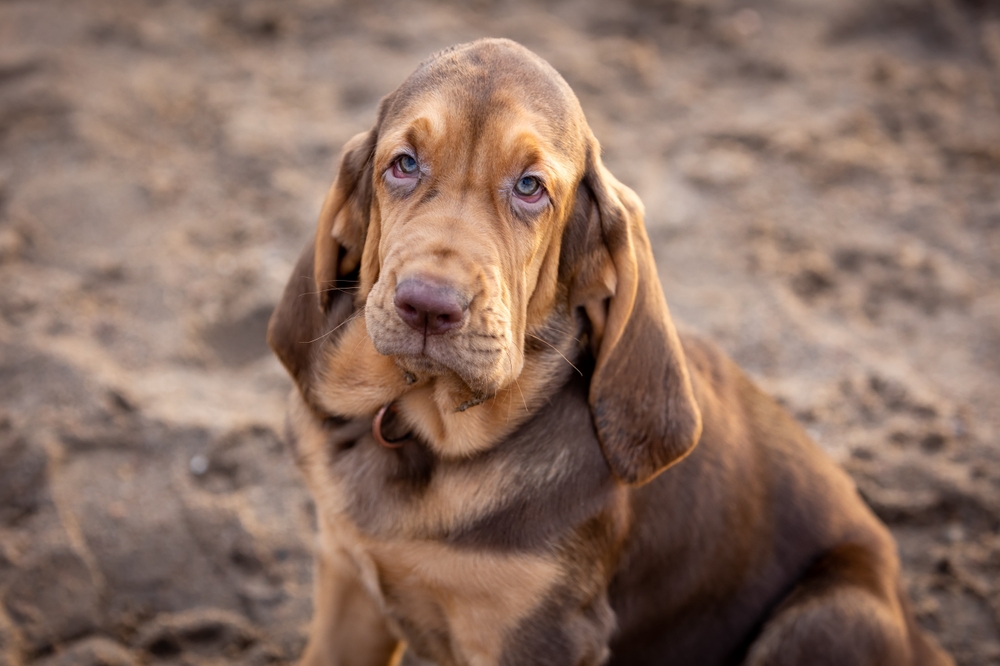 bloodhound - Which Dog Breed is Right for You