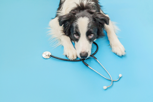 border collie, vet