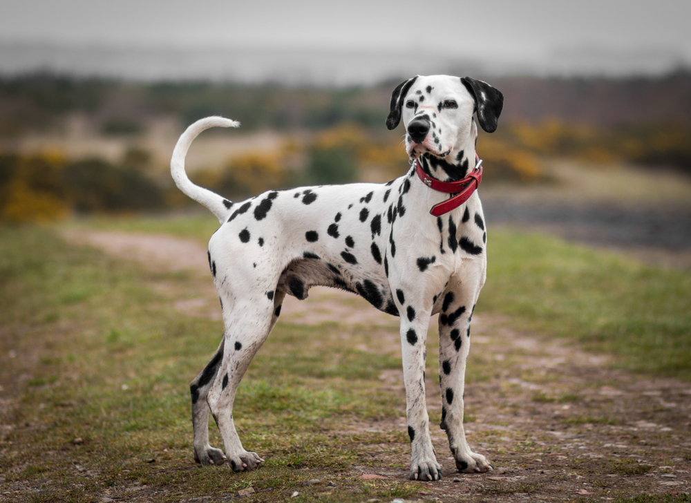 dalmatian