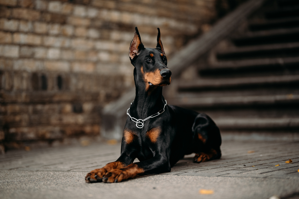 doberman - Which Dog Breed is Right for You