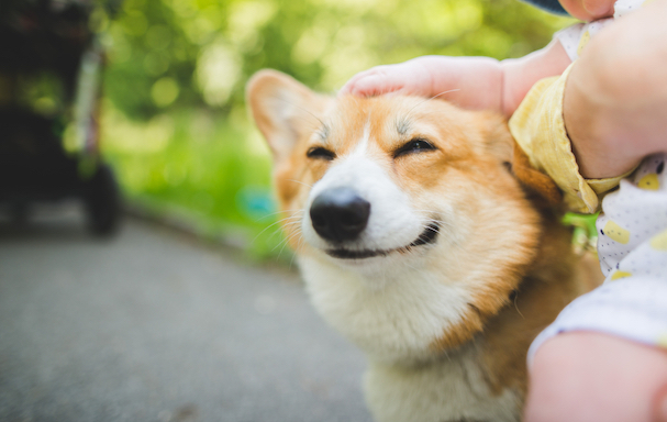 The Benefits of Petting Your Dog