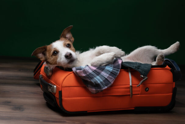 dog in suitcase