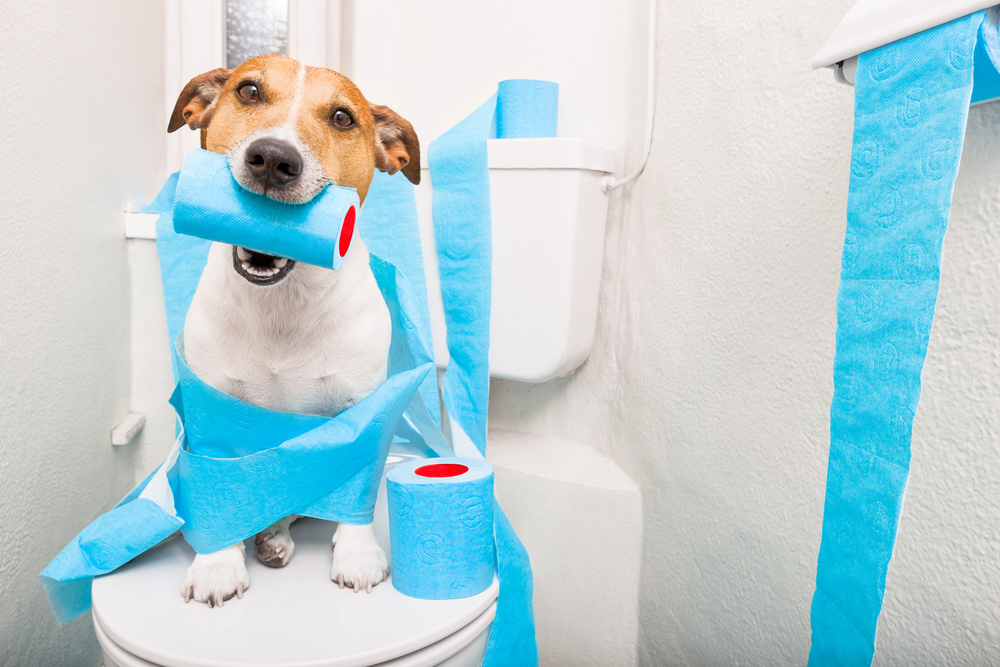 cute dog on toilet, healthy - Is Your Dog's Poop Healthy