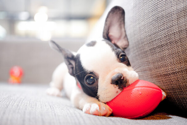 puppy with toy