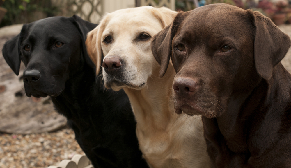 labrador retriever - Which Dog Breed is Right for You