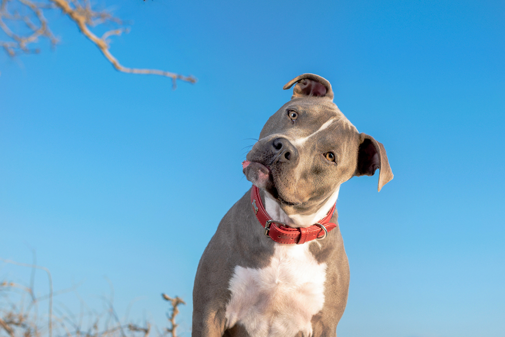 pitbull, How Often Should You Groom Your Dog