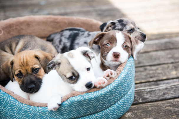 puppies, What to Know Before Adopting a Dog From an Animal Shelter