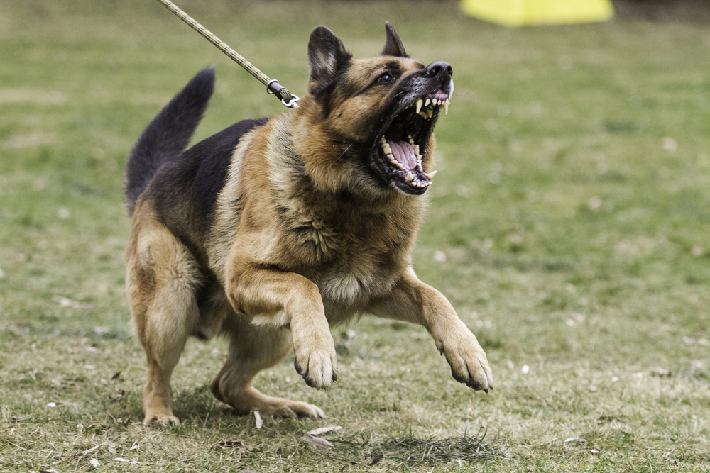 What to Do if Your Dog Gets Attacked on a Walk