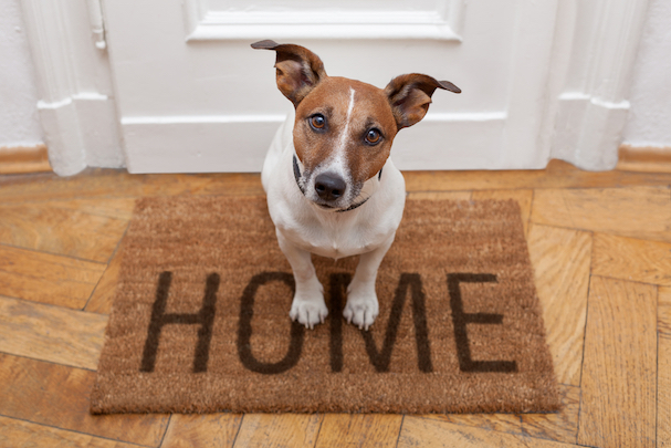 What to Know Before Hiring a Pet Sitter: How the process works