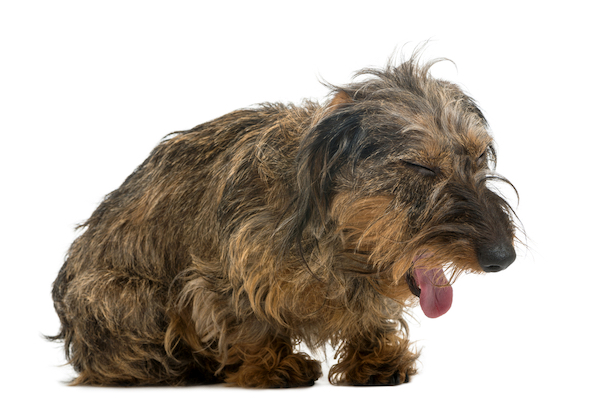 What to Do if Your Dog is Choking