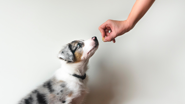 How to Prevent Your Dog From Being Food Aggressive