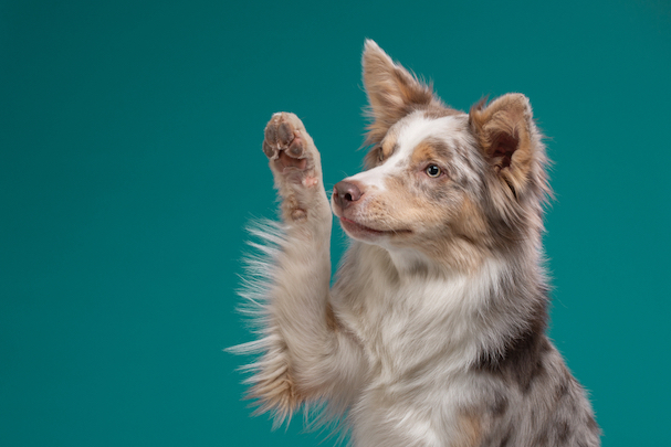 dog saying hi