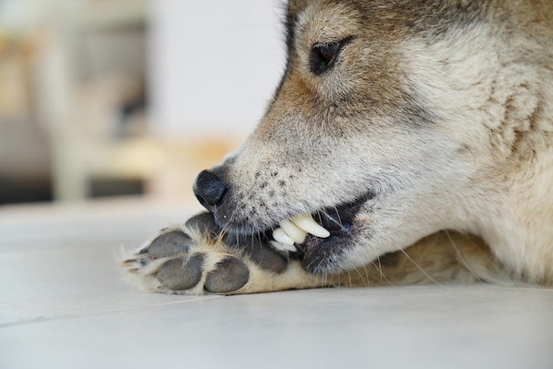 Why Does Your Dog's Paws Smell Like Fritos?