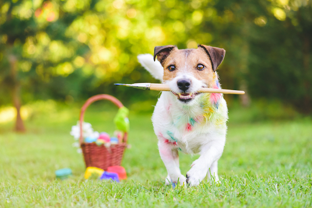 9 Activities to Do With Your Dog