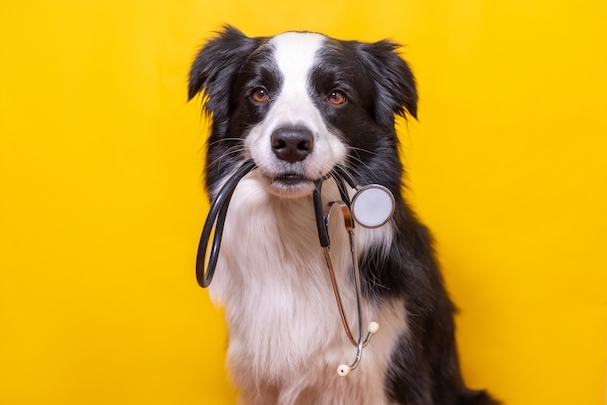 Seizures in Dogs: causes & what to do