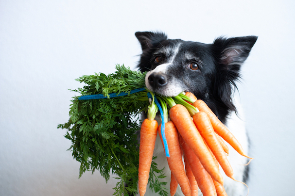 Why Does Your Dog Eat Poop