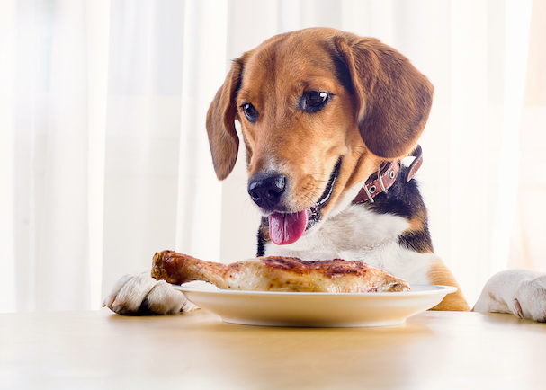 Why is Your Dog a Picky Eater