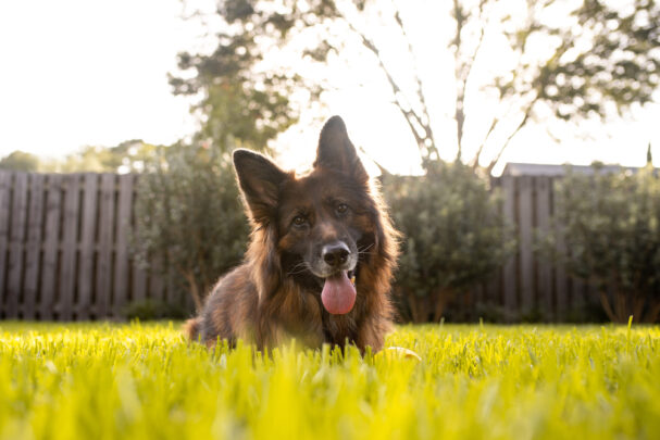 why does your dog eat poop