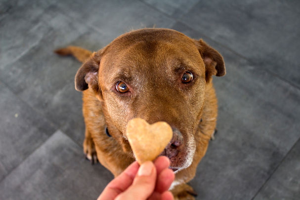 Why is Your Dog a Picky Eater