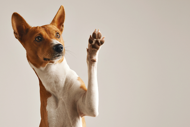 Why Does Your Dog's Paws Smell Like Fritos?