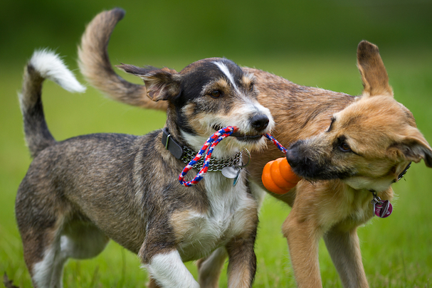 dogs playing