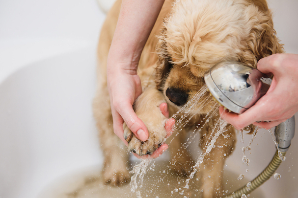 Why Does Your Dog's Paws Smell Like Fritos?