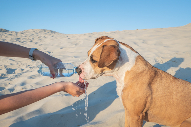 Taking Your Dog to the Beach