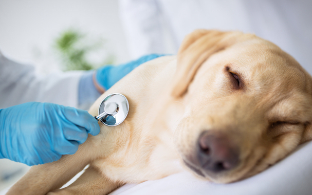 Seizures in Dogs: causes & what to do