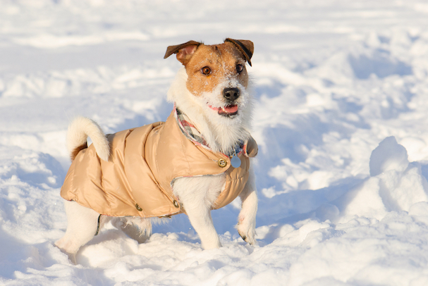 How to Prepare Your Dog for Winter