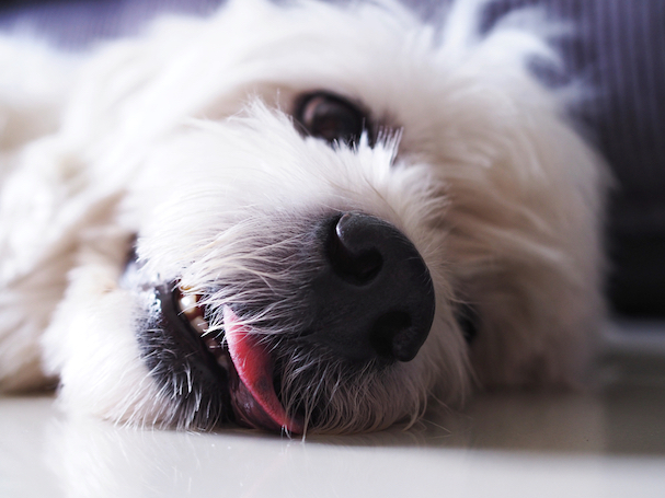 Seizures in Dogs: causes & what to do