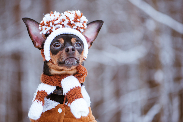 How to Prepare Your Dog for Winter