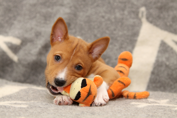 Basenji Dog Breed Information