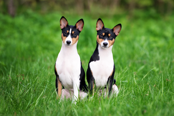 Basenji Dog Breed Information