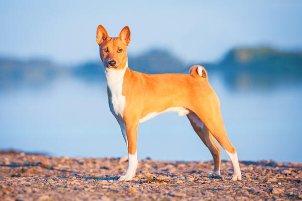 Basenji Dog Breed Information