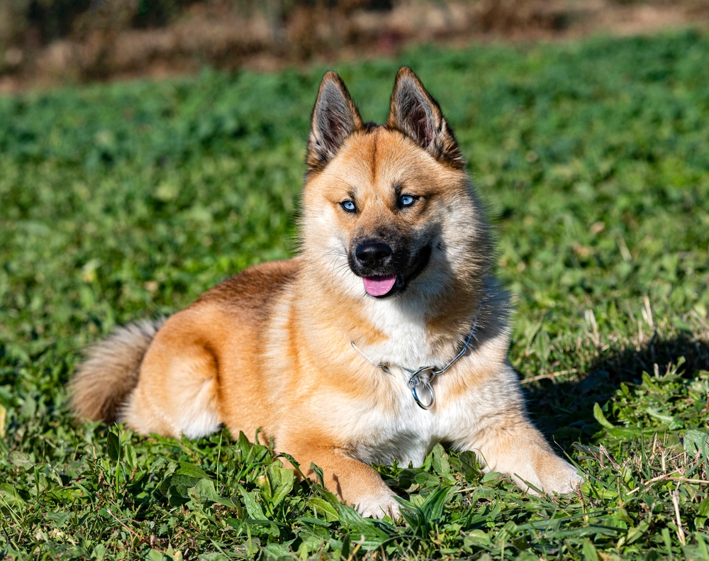 Pomsky Dog Breed Information