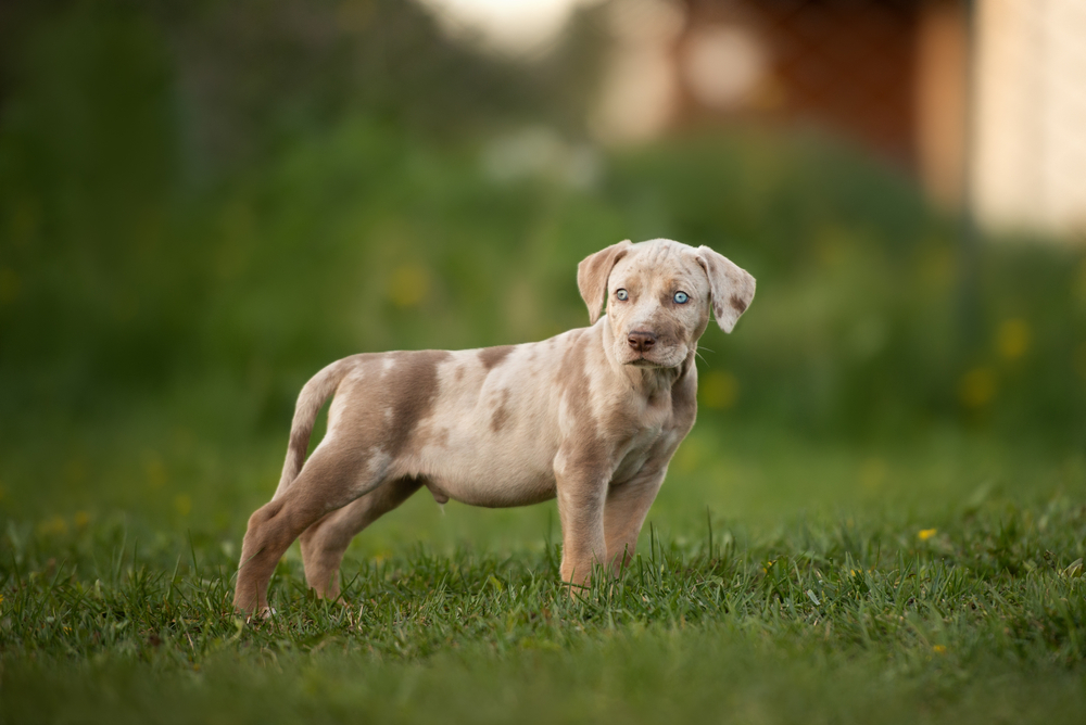 Catahoula Leopard Dog Breed Information