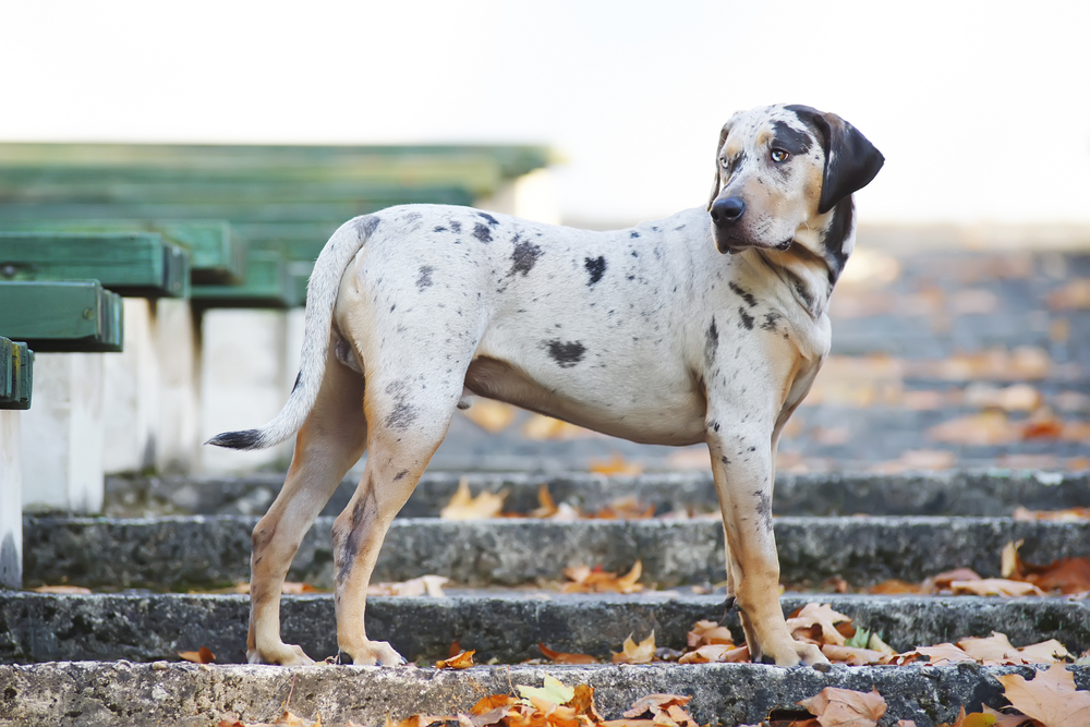 Catahoula Leopard Dog Breed Information