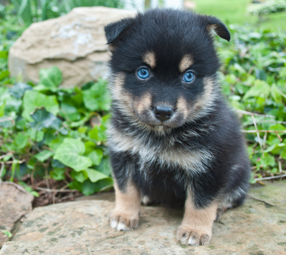 Pomsky Dog Breed Information