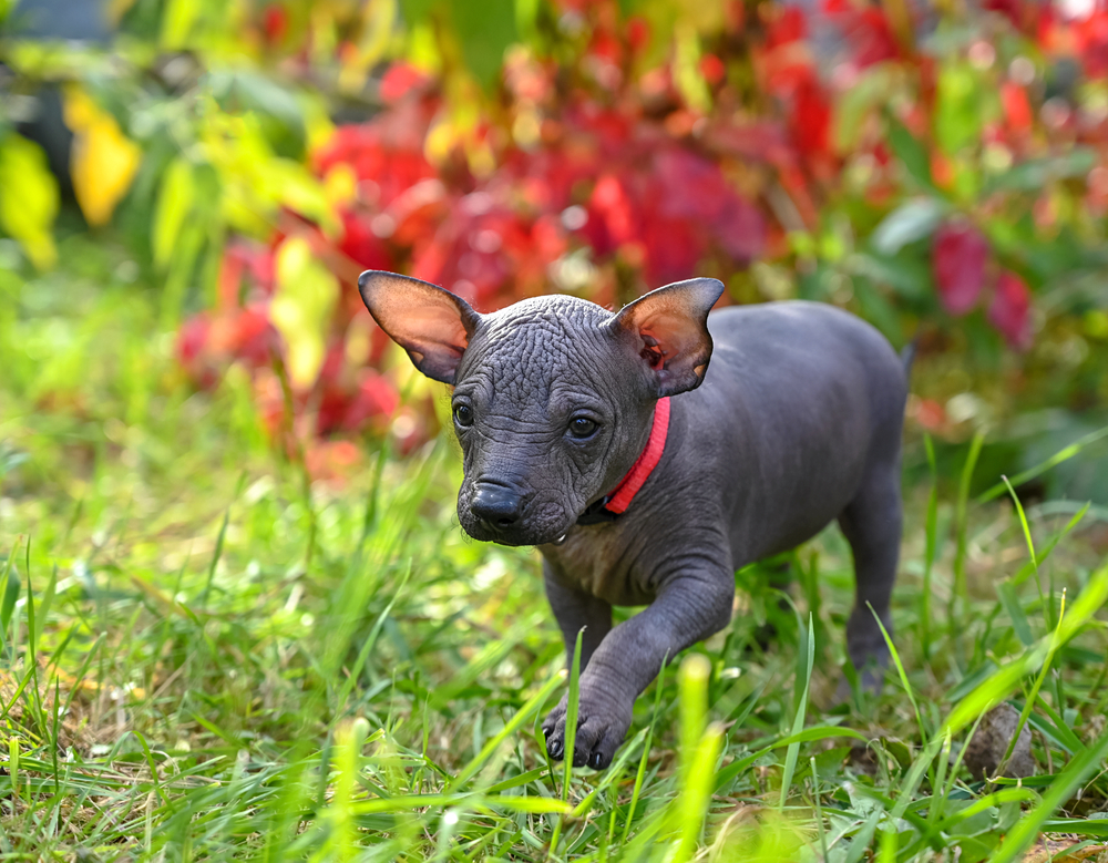 xoloitzcuintli dog breed information