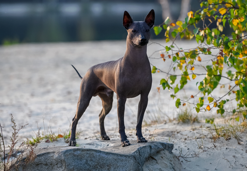 xoloitzcuintli dog breed information