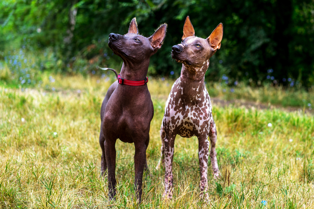 xoloitzcuintli dog breed information