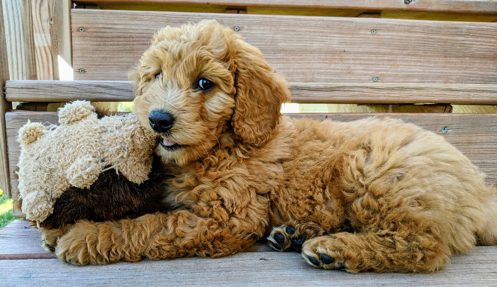 goldendoodle dog breed information