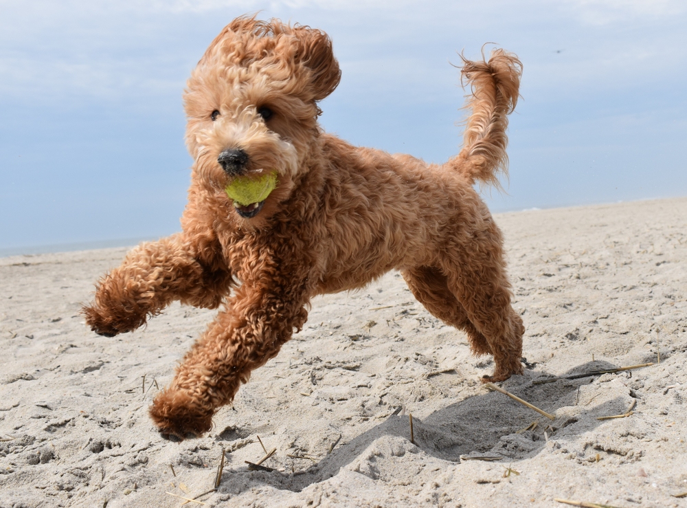 goldendoodle dog breed information