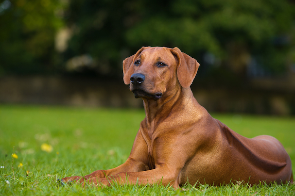 Rhodesian Ridgeback Dog Breed Information