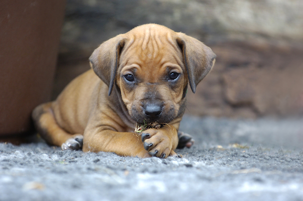 Rhodesian Ridgeback Dog Breed Information